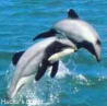 Libre smiley pescado 138896