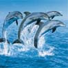 Libre smiley pescado 138920