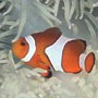 Libre smiley pescado 138893