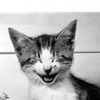 Smiley gratuitamente gatto 133795
