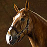 Emoticon Free cavalo 169789