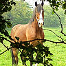 Emoticon Free cavalo n°169791