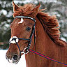 Emoticon Free cavalo 169796