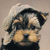Kostenloses Emoticon Hund 190255