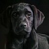 Kostenloses Emoticon Hund 190257
