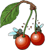 Emoticon Free frutas 139215