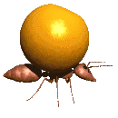 Emoticon Free frutas 139149