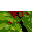 Emoticon Free objetos 156780