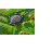 Emoticon Free objetos 97353