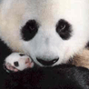 Emoticon Free urso 142129