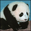 Emoticon Free urso 142138