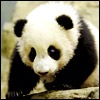 Emoticon Free urso 142130