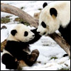 Emoticon Free urso 142120