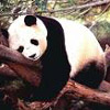 Emoticon Free urso 142131