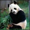 Emoticon Free urso 142125