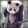 Emoticon Free urso 142132