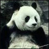 Emoticon Free urso 142139