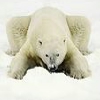 Emoticon Free urso 142126