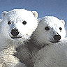 Emoticon Free urso 142121