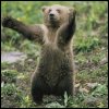 Emoticon Free urso 142122