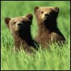 Emoticon Free urso 142127