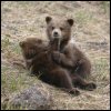 Emoticon Free urso 142124