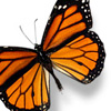 Emoticon Free borboleta 155697